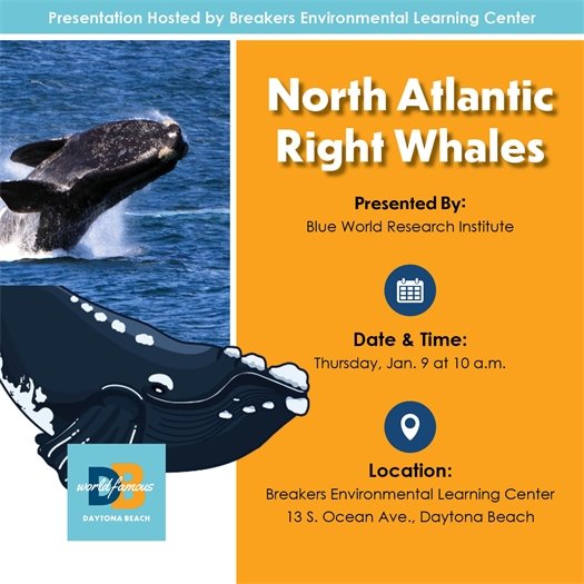 Whale Presentation - 