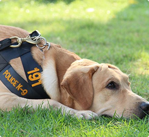 K-9 Unit Laying in Grass