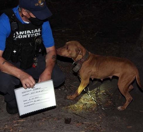 photo for socials dogfighting bust 488 X 450