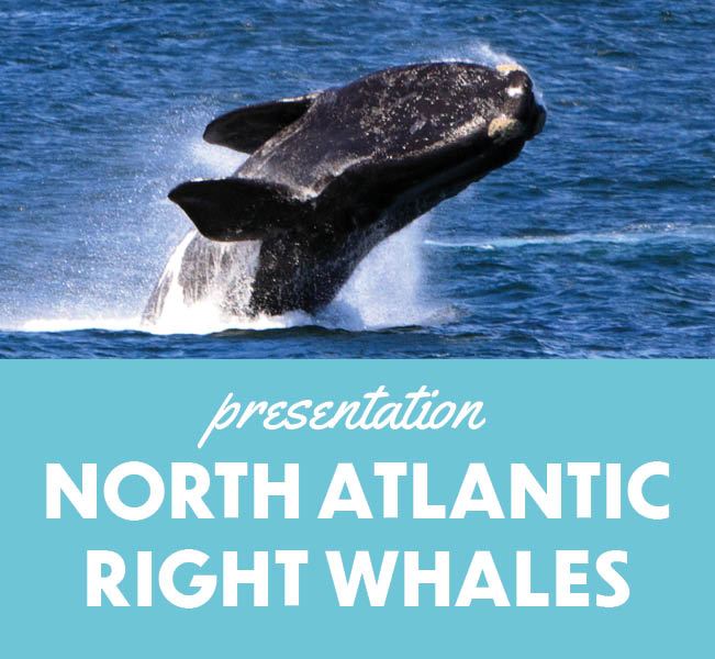 ID Highlight 2025 North Atlantic Right Whales - Breakers Oceanfront Park