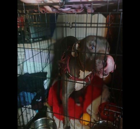 Picture of Stella a grey pitbull